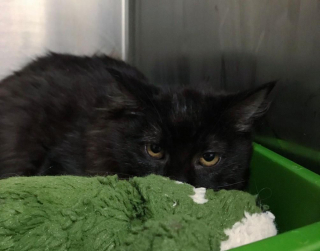 Illustration de l'article : Ce chaton s’est métamorphosé après avoir été retrouvé caché sous un tas de feuilles mortes