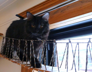 Illustration de l'article : Ce chaton s’est métamorphosé après avoir été retrouvé caché sous un tas de feuilles mortes