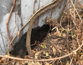 Illustration de l'article : Ce chaton s’est métamorphosé après avoir été retrouvé caché sous un tas de feuilles mortes