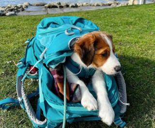 Illustration de l'article : 19 chiens nichés dans le sac à dos de leur humain et prêts à partir en vadrouille