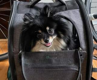 Illustration de l'article : 19 chiens nichés dans le sac à dos de leur humain et prêts à partir en vadrouille