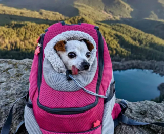 Illustration de l'article : 19 chiens nichés dans le sac à dos de leur humain et prêts à partir en vadrouille
