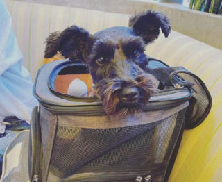 Illustration de l'article : 19 chiens nichés dans le sac à dos de leur humain et prêts à partir en vadrouille