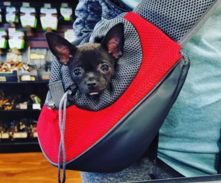 Illustration de l'article : 19 chiens nichés dans le sac à dos de leur humain et prêts à partir en vadrouille