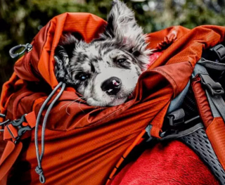 Illustration de l'article : 19 chiens nichés dans le sac à dos de leur humain et prêts à partir en vadrouille