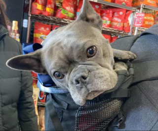 Illustration de l'article : 19 chiens nichés dans le sac à dos de leur humain et prêts à partir en vadrouille