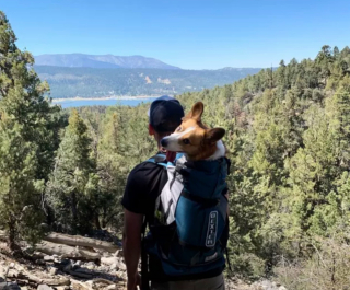 Illustration de l'article : 19 chiens nichés dans le sac à dos de leur humain et prêts à partir en vadrouille