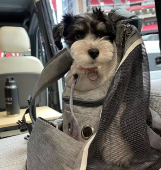 Illustration de l'article : 19 chiens nichés dans le sac à dos de leur humain et prêts à partir en vadrouille