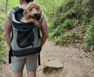 Illustration de l'article : 19 chiens nichés dans le sac à dos de leur humain et prêts à partir en vadrouille