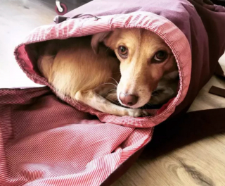 Illustration de l'article : 19 chiens nichés dans le sac à dos de leur humain et prêts à partir en vadrouille