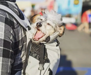 Illustration de l'article : 19 chiens nichés dans le sac à dos de leur humain et prêts à partir en vadrouille