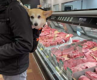 Illustration de l'article : 19 chiens nichés dans le sac à dos de leur humain et prêts à partir en vadrouille