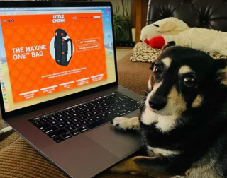 Illustration de l'article : 19 chiens nichés dans le sac à dos de leur humain et prêts à partir en vadrouille