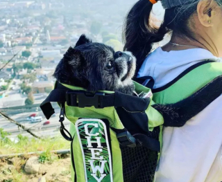 Illustration de l'article : 19 chiens nichés dans le sac à dos de leur humain et prêts à partir en vadrouille