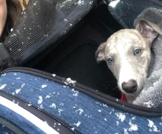 Illustration de l'article : 19 chiens nichés dans le sac à dos de leur humain et prêts à partir en vadrouille