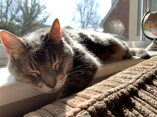 Illustration de l'article : Pour honorer la mémoire de son chat et soutenir un refuge, elle récolte des fonds en courant