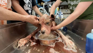 Illustration de l'article : Une chienne errante très affaiblie trouve refuge dans un jardin et commence ainsi une nouvelle vie