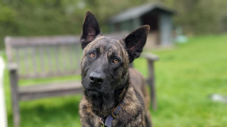 Illustration de l'article : Un chien tombe dans un égout et cela lui change la vie