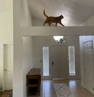 Illustration de l'article : 14 photos confirmant la réputation d'espièglerie qu'ont les chats roux