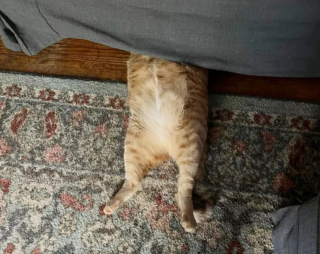 Illustration de l'article : 14 photos confirmant la réputation d'espièglerie qu'ont les chats roux