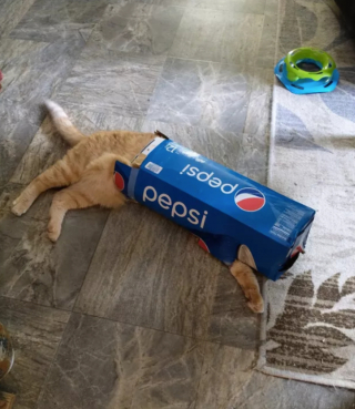 Illustration de l'article : 14 photos confirmant la réputation d'espièglerie qu'ont les chats roux