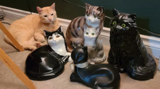 Illustration de l'article : 14 photos confirmant la réputation d'espièglerie qu'ont les chats roux