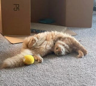 Illustration de l'article : 14 photos confirmant la réputation d'espièglerie qu'ont les chats roux