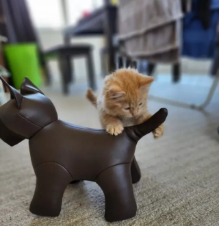 Illustration de l'article : 14 photos confirmant la réputation d'espièglerie qu'ont les chats roux