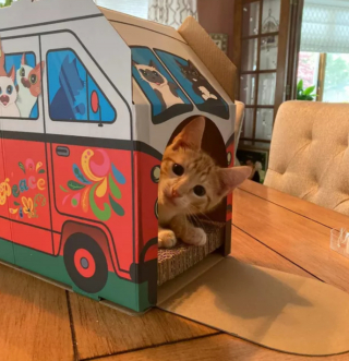 Illustration de l'article : 14 photos confirmant la réputation d'espièglerie qu'ont les chats roux