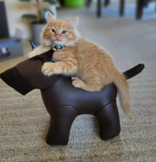 Illustration de l'article : 14 photos confirmant la réputation d'espièglerie qu'ont les chats roux