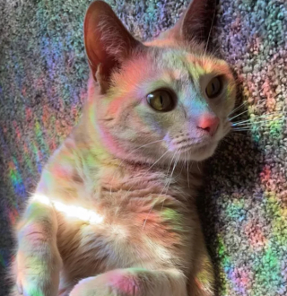 Illustration de l'article : 14 photos confirmant la réputation d'espièglerie qu'ont les chats roux