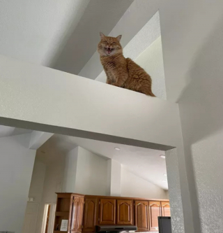 Illustration de l'article : 14 photos confirmant la réputation d'espièglerie qu'ont les chats roux