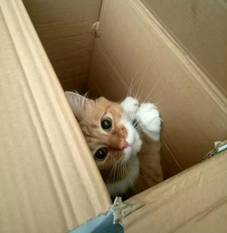 Illustration de l'article : 14 photos confirmant la réputation d'espièglerie qu'ont les chats roux