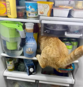 Illustration de l'article : 14 photos confirmant la réputation d'espièglerie qu'ont les chats roux