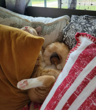 Illustration de l'article : 14 photos confirmant la réputation d'espièglerie qu'ont les chats roux