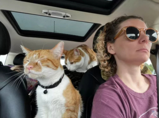 Illustration de l'article : 14 photos confirmant la réputation d'espièglerie qu'ont les chats roux