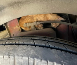 Illustration de l'article : Déterminé à secourir un chaton coincé dans le moteur d'un bus, un passant décide d'en faire plus pour lui