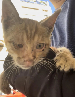 Illustration de l'article : Déterminé à secourir un chaton coincé dans le moteur d'un bus, un passant décide d'en faire plus pour lui