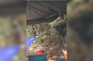 Illustration de l'article : Une femme préfère vivre dans un abri de fortune pendant 3 ans, plutôt que de devoir abandonner son chat