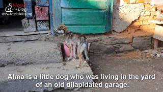 Illustration de l'article : Vidéo : Le sauvetage d’un chiot squelettique qui se faisait voler toute sa nourriture par les chiens plus forts que lui
