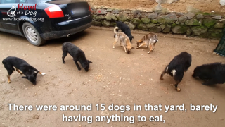 Illustration de l'article : Vidéo : Le sauvetage d’un chiot squelettique qui se faisait voler toute sa nourriture par les chiens plus forts que lui