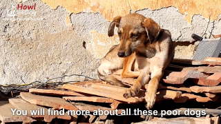 Illustration de l'article : Vidéo : Le sauvetage d’un chiot squelettique qui se faisait voler toute sa nourriture par les chiens plus forts que lui