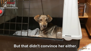 Illustration de l'article : Vidéo : Le sauvetage d’un chiot squelettique qui se faisait voler toute sa nourriture par les chiens plus forts que lui