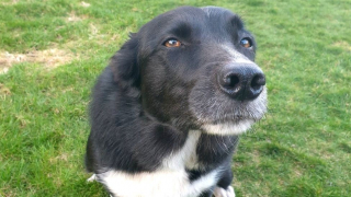 Illustration de l'article : Une chienne joue dans une haie et en ressort avec un bâton de 5 cm enfoncé dans l'œil