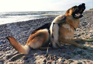 Illustration de l'article : 20 photos racontant la belle et surprenante amitié entre un Berger Allemand et un furet