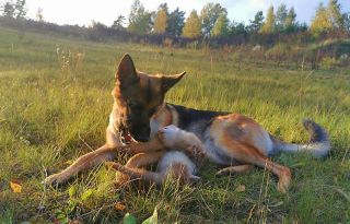 Illustration de l'article : 20 photos racontant la belle et surprenante amitié entre un Berger Allemand et un furet
