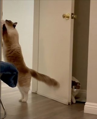 Illustration de l'article : Ces 2 chats adorent jouer à se surprendre et les internautes en raffolent (vidéo)