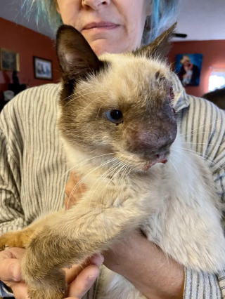 Illustration de l'article : Victime d'abandon, ce chat au visage déformé trouve la force de surmonter ses difficultés et l'aide dont il avait besoin