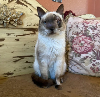 Illustration de l'article : Victime d'abandon, ce chat au visage déformé trouve la force de surmonter ses difficultés et l'aide dont il avait besoin