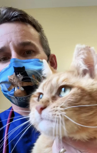 Illustration de l'article : Un vétérinaire admet en urgence un chat errant blessé promis à l'euthanasie, mais il décide de tout faire pour le sauver